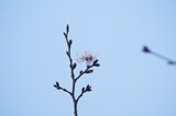 【速報】宮崎で桜が開花 | MRTニュース | MRT宮崎放送