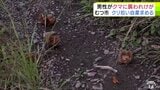 「クマだらけだ…」またもクリ拾い中の人的被害 80代の男性がクマに襲われて顔からは多量の出血 むつ市・山本知也 市長はクリ拾いの自粛を市民に求める「命と安全を最優先に」 青森県 | 青森のニュース│ATV NEWS│青森テレビ