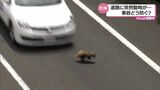 「あー!ひかれた」道路に突然・・ 動物がからむ交通事故の現状 そして対策は? | MRTニュース | MRT宮崎放送