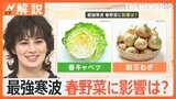 3月並みの陽気で気温上昇も…「最強寒波」が食卓を直撃　キャベツ1玉378円と春野菜の価格に影響が？【Nスタ解説】|TBS NEWS DIG
