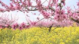 モモの花と菜の花のコラボ！　例年より1週間ほど遅い満開　山梨・御坂農園グレープハウス|TBS NEWS DIG