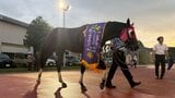 岩手競馬の重賞レース　マーキュリーカップ行われる　中央競馬のサンデーファンデーが優勝　岩手勢は7位が最高　|　IBC NEWS | IBC岩手放送