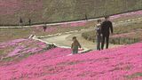 26万株の芝桜見頃 ジュピアランドひらた 福島 | 福島のニュース│TUF