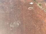 町の中心部でクマに追いかけられる 中学2年生の男子生徒が逃げ切りケガなし 現場近くには足あと(山形・河北町) | 山形のニュース│TUYテレビユー山形