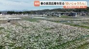 富山市呉羽地区でナシの花が見ごろ！幸水が咲き誇る「白いじゅうたん」の美しさ　4月15日まで　8月の収穫に向け受粉作業も　|　富山のニュース｜天気・防災｜チューリップテレビ