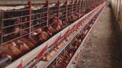 ブラジル政府が鳥インフルエンザの「清浄化」を宣言　「鶏肉の輸出再開に向け、ブラジルは責任を持って前進している」| TBS CROSS DIG with Bloomberg