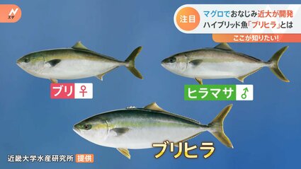 マグロ派のブリ img_de514011f32800f0d9f8d36fb1