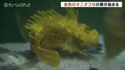 金色の大きい魚 小木管新 金色のオニオコゼはラッキーセブン 訪れた人が幸運に 富山県の魚津