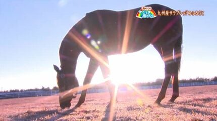 競走馬のふるさと」大崎町・鹿児島【亀ちゃんのかごしま撮った