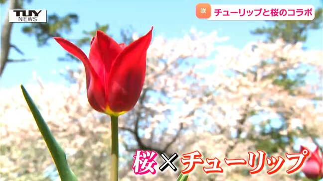今年は桜とチューリップの奇跡のコラボ実現！？ゴールデンウィークまで楽しめるチューリップ園にぎわう（山形・鶴岡市）|TBS NEWS DIG