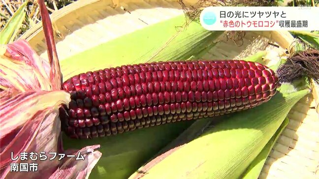 日の光にツヤツヤと　“赤色のトウモロコシ”「大和ルージュ」の収穫が最盛期|TBS NEWS DIG