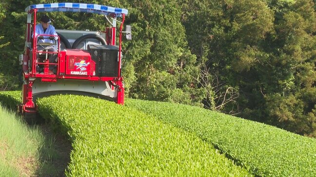 新茶の収穫始まる　5月1日の「八十八夜」を前に　大分・宇佐市|TBS NEWS DIG