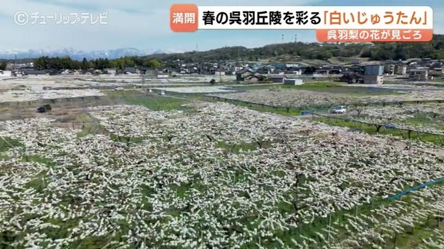 富山市呉羽地区でナシの花が見ごろ！幸水が咲き誇る「白いじゅうたん」の美しさ　4月15日まで　8月の収穫に向け受粉作業も|TBS NEWS DIG