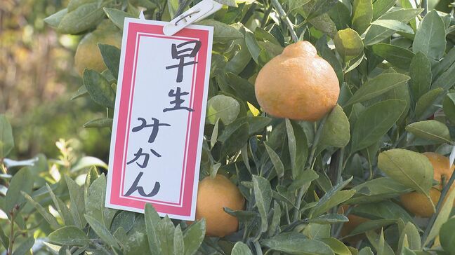 名産地・福岡県久留米市田主丸の植木がずらり・・・恒例「tys秋の久留米市田主丸植木まつり」始まる|TBS NEWS DIG
