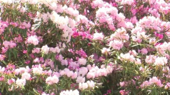 ことしは開花やや遅れ気味 四国霊場60番札所・横峰寺でシャクナゲ見ごろ【愛媛】|TBS NEWS DIG