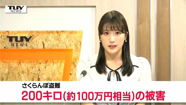 被害は約200キロ、約100万円相当に...収穫間近のさくらんぼが畑から盗まれる 盗難被害確認は今シーズン3件目(山形・上山市)|TBS NEWS DIG