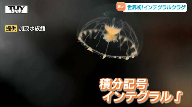 【癒し】新種・世界初のクラゲを世界一のクラゲ水族館できょうから展示 その名も「インテグラルクラゲ」…でもなんでこの名前?(山形・鶴岡市)|TBS NEWS DIG