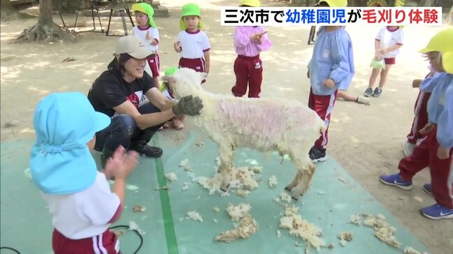 ヒツジさんも衣替え･･･?！　幼稚園児が毛刈り体験　広島・三次|TBS NEWS DIG
