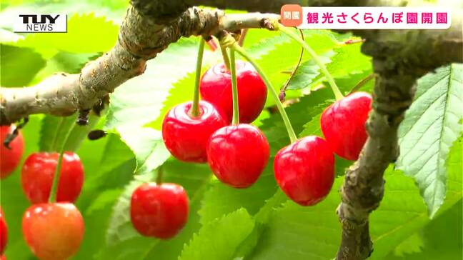「めっちゃおいしい!」さくらんぼシーズン到来!寒河江市で観光果樹園オープン(山形) |TBS NEWS DIG