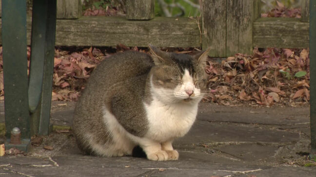 「布団から出られない」「ストーブつけた」福岡市などで今季一番の寒さに 雪ちらつき氷点下観測した地域も|TBS NEWS DIG