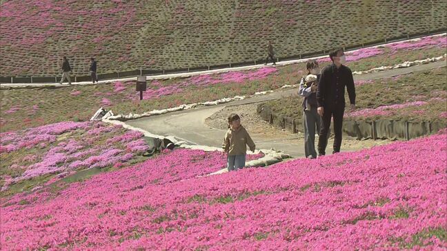 26万株の芝桜見頃 ジュピアランドひらた 福島|TBS NEWS DIG
