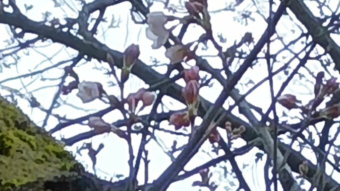 「残念ながら3輪で…」高田城址公園の桜は まだ開花には至らず　新潟県上越市　|　新潟のニュース・天気｜BSN NEWS｜BSN新潟放送