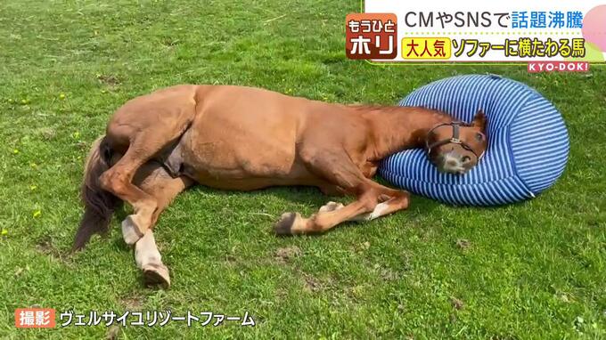  “人をダメにするソファー” でゴロリ…馬だってのんびりしたい！第二第三の人生ならぬ〝馬生〟をつくる、若き社長の「夢の牧場」|TBS NEWS DIG