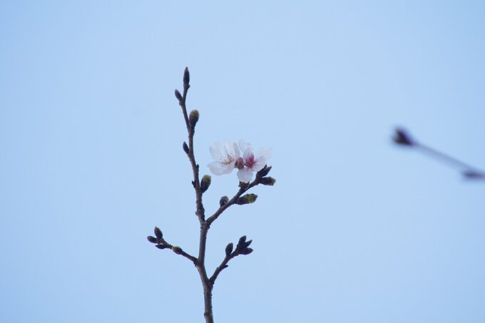 【速報】宮崎で桜が開花　　|　MRTニュース ｜ ＭＲＴ宮崎放送