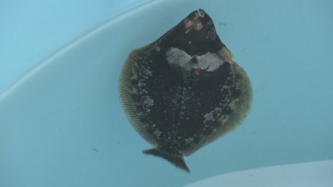 高級魚「ホシガレイ」漁獲量増やすため…発信機つけて稚魚約1万尾放流、追跡調査へ　福島　|　福島のニュース│TUF