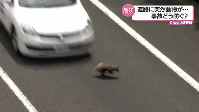「あー！ひかれた」道路に突然・・　動物がからむ交通事故の現状　そして対策は?　|　MRTニュース ｜ ＭＲＴ宮崎放送