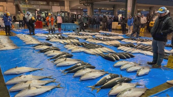 【速報】"ひみ寒ぶり宣言"ついにでた！過去3番目の遅さも…今シーズン最多の1852本 富山・氷見　|　富山のニュース｜天気・防災｜チューリップテレビ