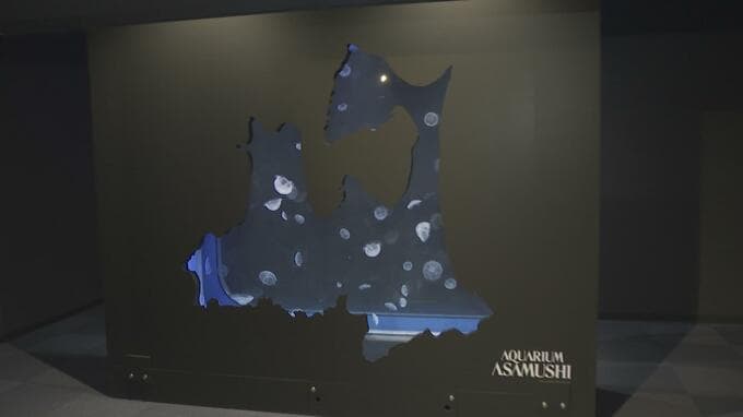 クラゲが美しくゆらめくのは“青森県の中”！？　全国でも珍しいイカ専用の水槽も登場　浅虫水族館で「イカ」と「クラゲ」の水槽がリニューアル！　新たなフォトスポットも誕生　青森市|TBS NEWS DIG
