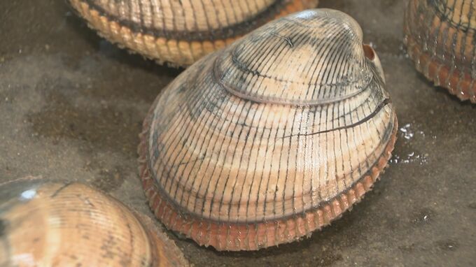 初日の漁はまずまず 七尾湾で天然のトリガイ解禁|TBS NEWS DIG