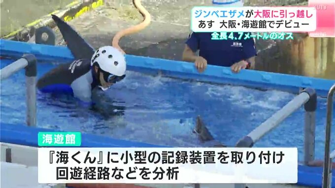 3日に大阪・海遊館でデビュー　ジンベエザメが高知から大阪へ引越し　これまで海遊館で展示・公開されていた『海くん』は土佐清水沖へ　|　高知のニュース・天気｜KUTV NEWS | KUTVテレビ高知