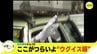 あの事件から３年　ここがつらいよ “ウグイス嬢”　|　RCC NEWS | 広島ニュース | RCC中国放送