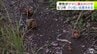 「クマだらけだ…」またもクリ拾い中の人的被害　80代の男性がクマに襲われて顔からは多量の出血　むつ市・山本知也 市長はクリ拾いの自粛を市民に求める「命と安全を最優先に」　青森県　|　青森のニュース│ATV NEWS│青森テレビ