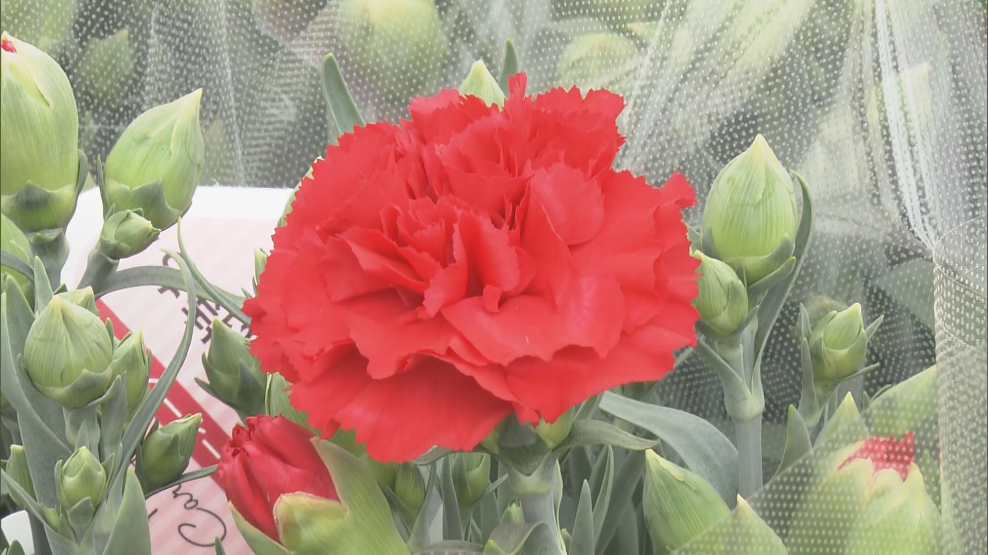 ｢新鮮な花を良い状態で届ける｣　「母の日」に向けて鉢植えのポットカーネーションの出荷が始まる