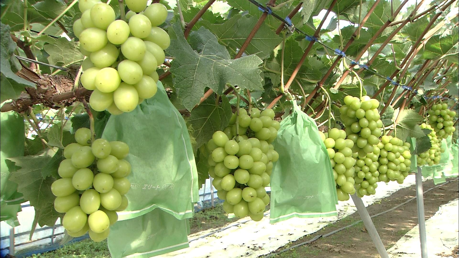 シャインマスカット粒5キロ 【公式通販】