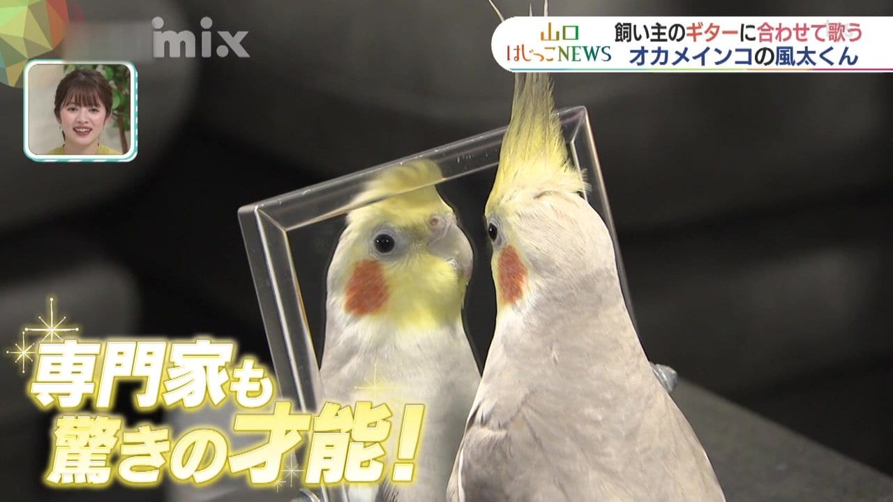 専門家も驚く才能？オカメインコ「風太くん」 飼い主のギターに合わせ