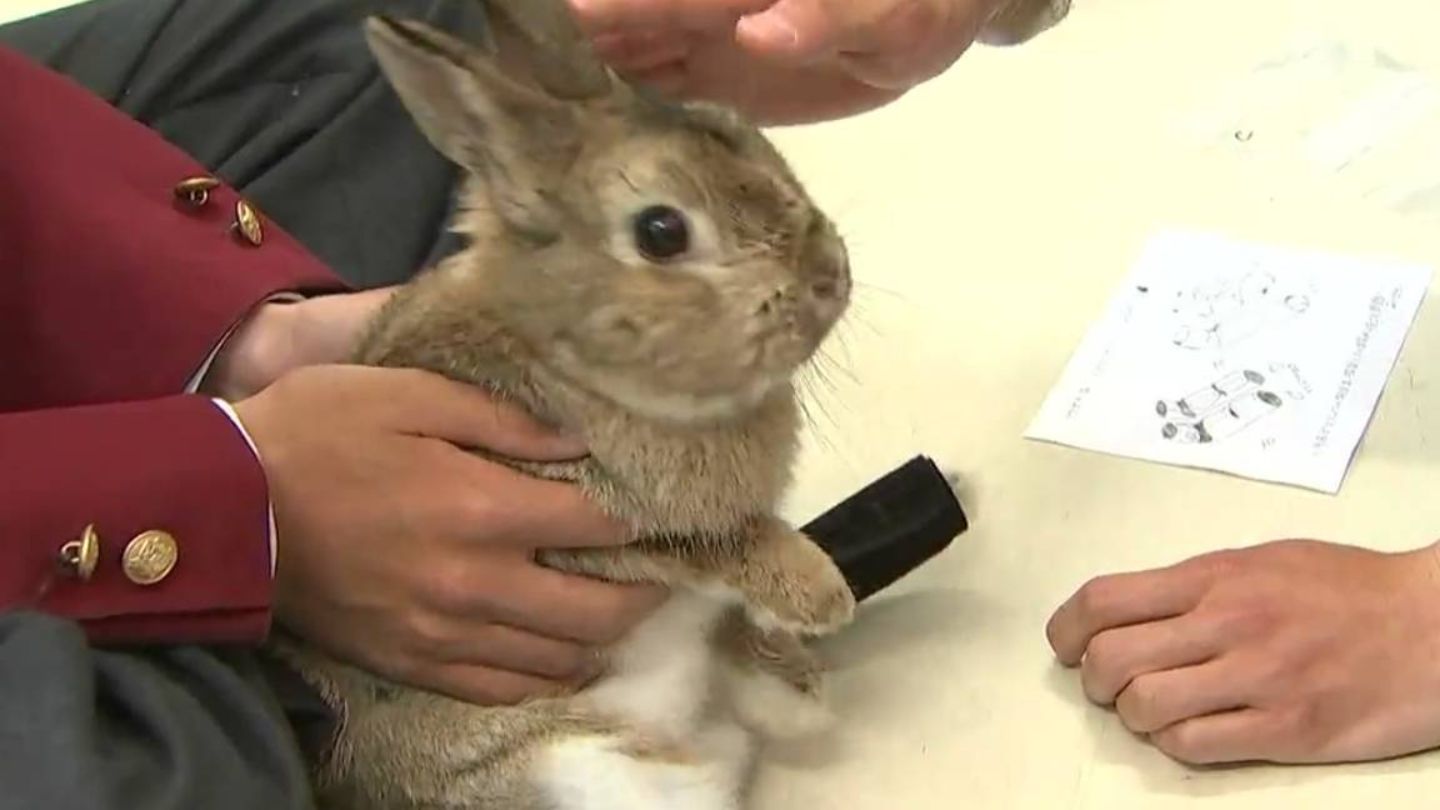ウサギさん、足は大丈夫？」学校で飼育のウサギを病気から守る “ウサギ