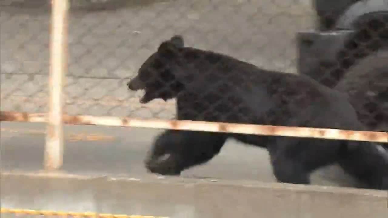 クマの個体数把握へ、全国調査始まる 県は「特別注意報」継続 福島