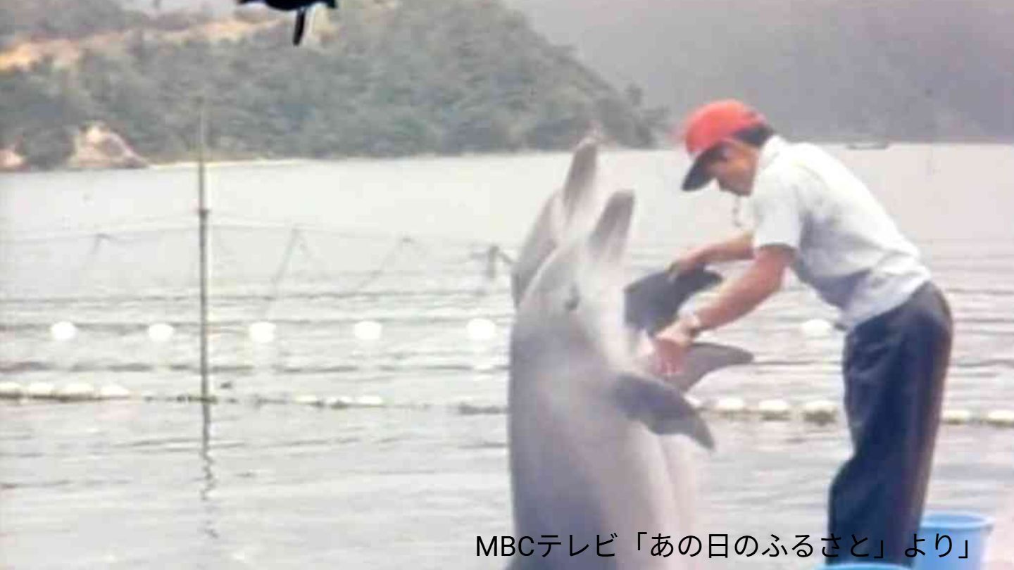 人気の長寿イルカ「オキちゃん」死ぬ 推定52歳 “奄美出身”1975年沖縄