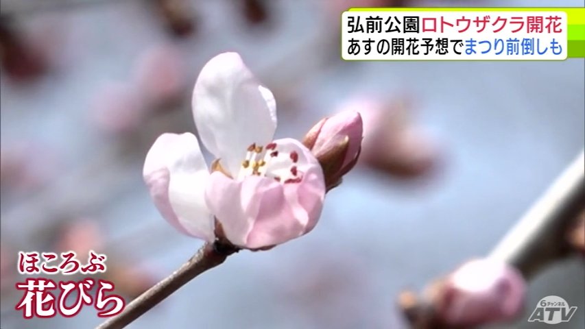 弘前公園」でロトウザクラが開花 日中の気温が14℃超で「4月中旬の暖か