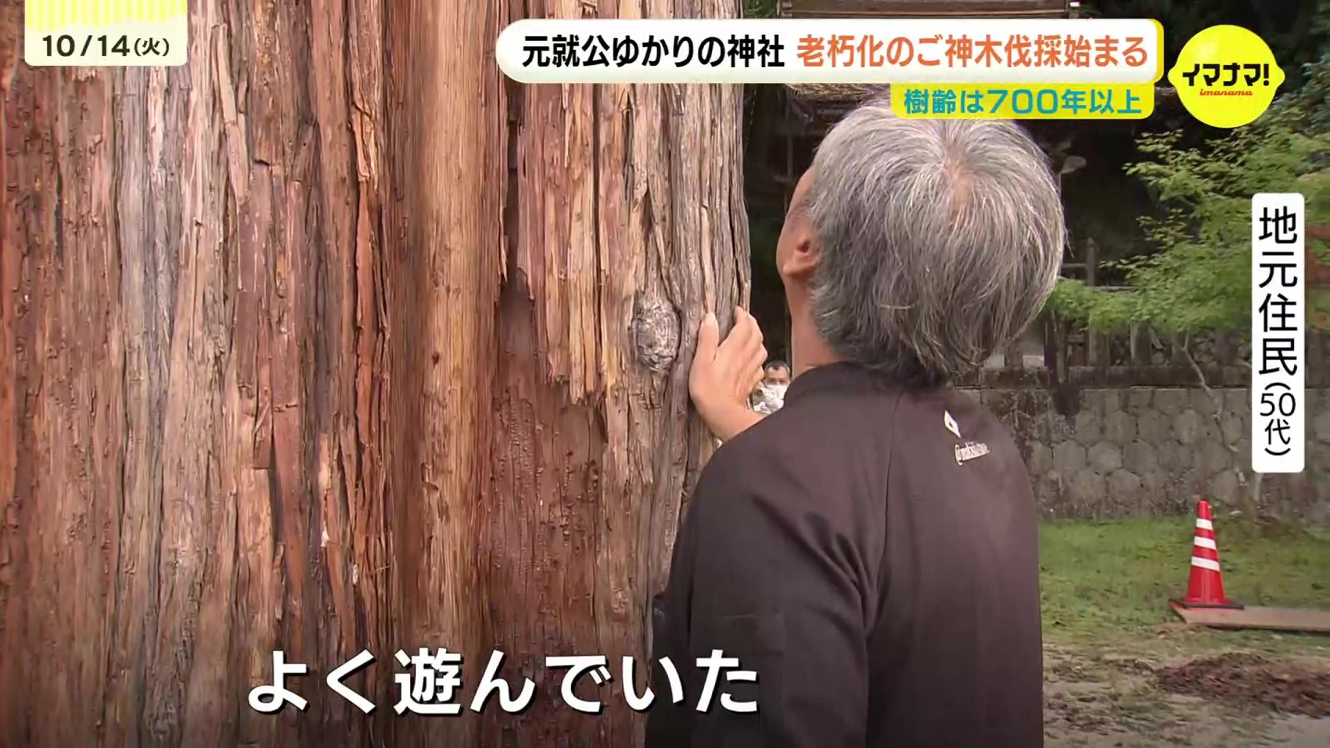 お友達がいなくなるみたい」毛利元就ゆかりの神社で老朽化したご神木