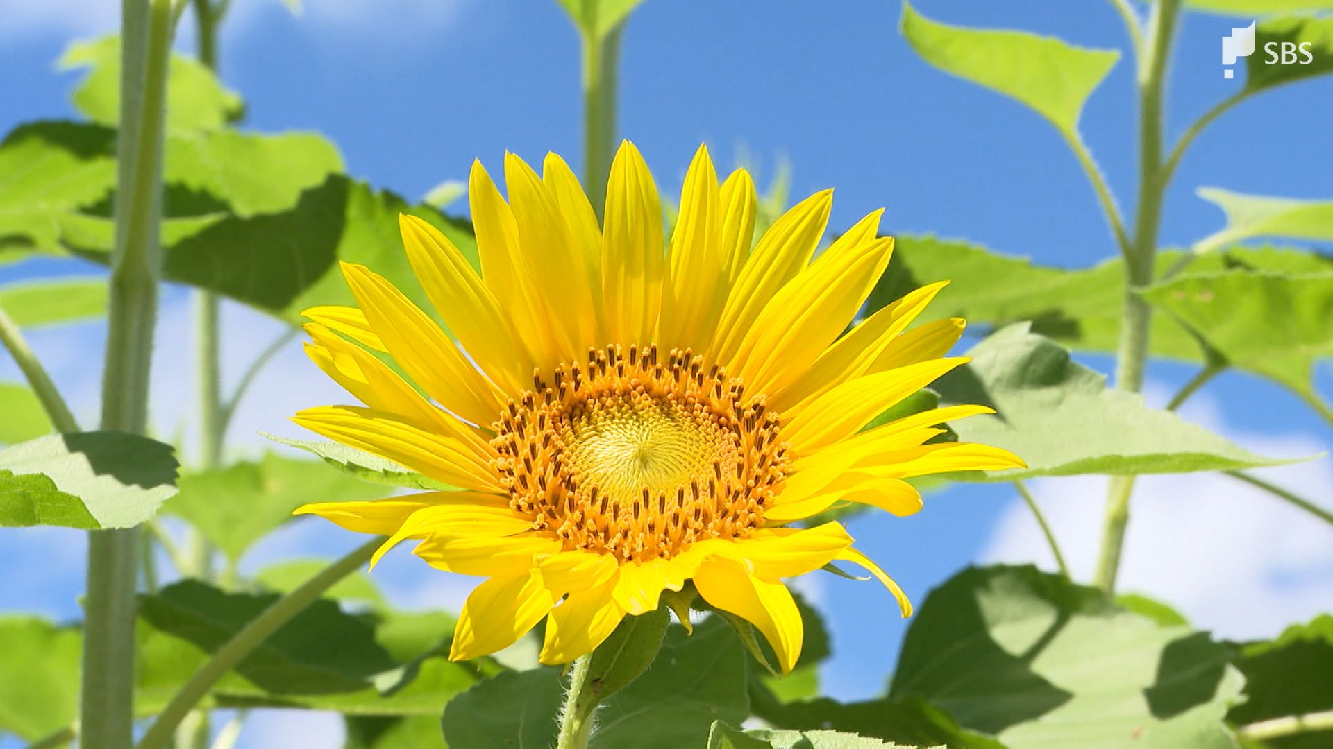7月14日は「ひまわりの日」なぜ？浜名湖ガーデンパークのひまわり畑へ