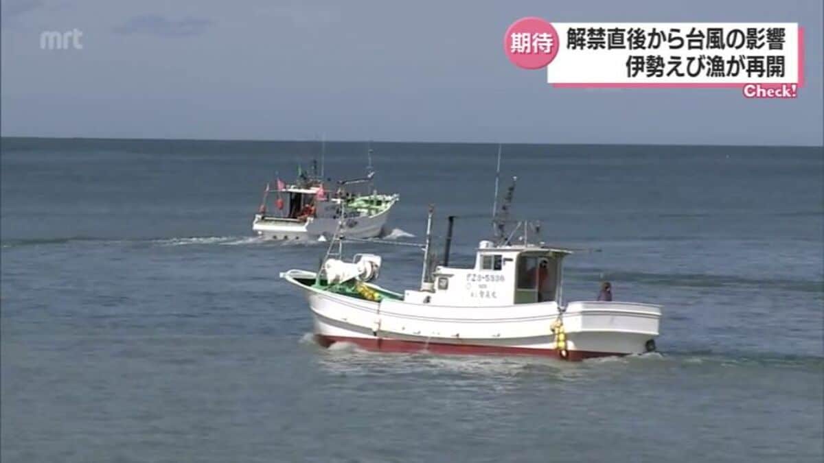 解禁直後の台風で改めて初水揚げへ 伊勢えび漁が再開 | MRTニュース