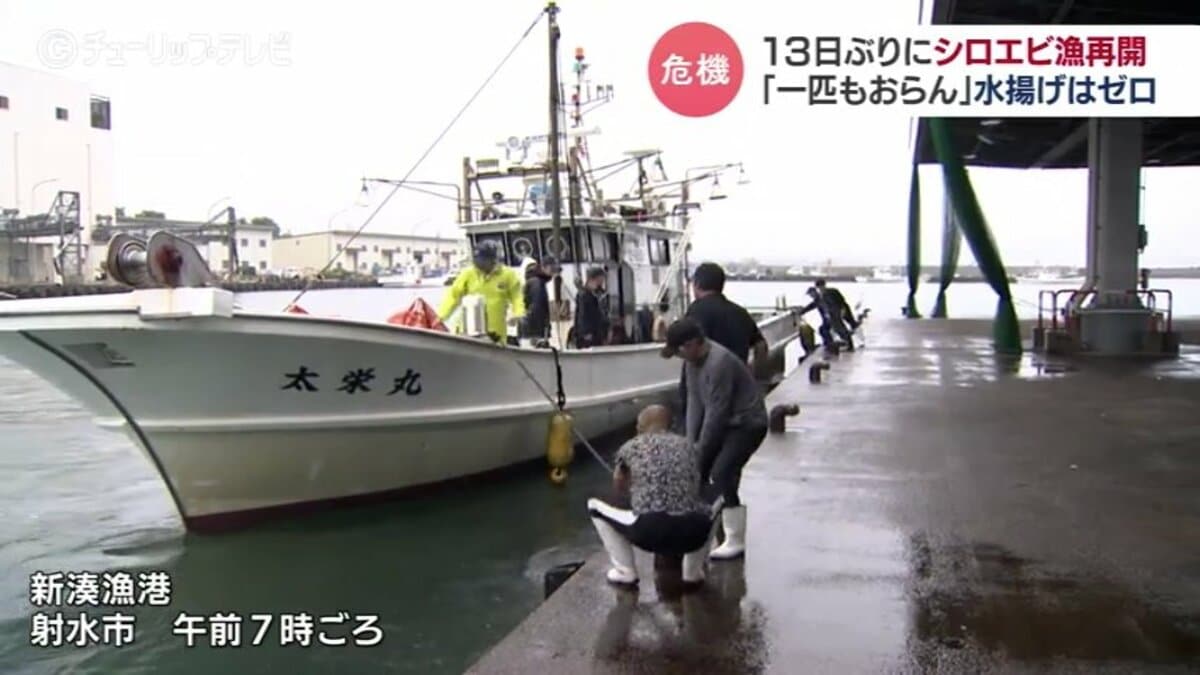 一匹もおらん…」富山湾の宝石 シロエビ漁師から悲痛な声 “2週間ぶりの