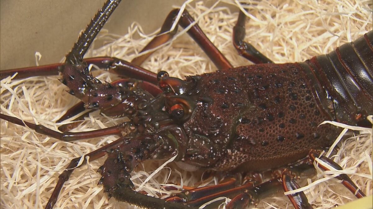 生きたまま新鮮な状態で届く「お歳暮用の伊勢エビ」出荷始まる　「身がプリっとして刺身・みそ汁にしてもおいしい」　三重・鳥羽市