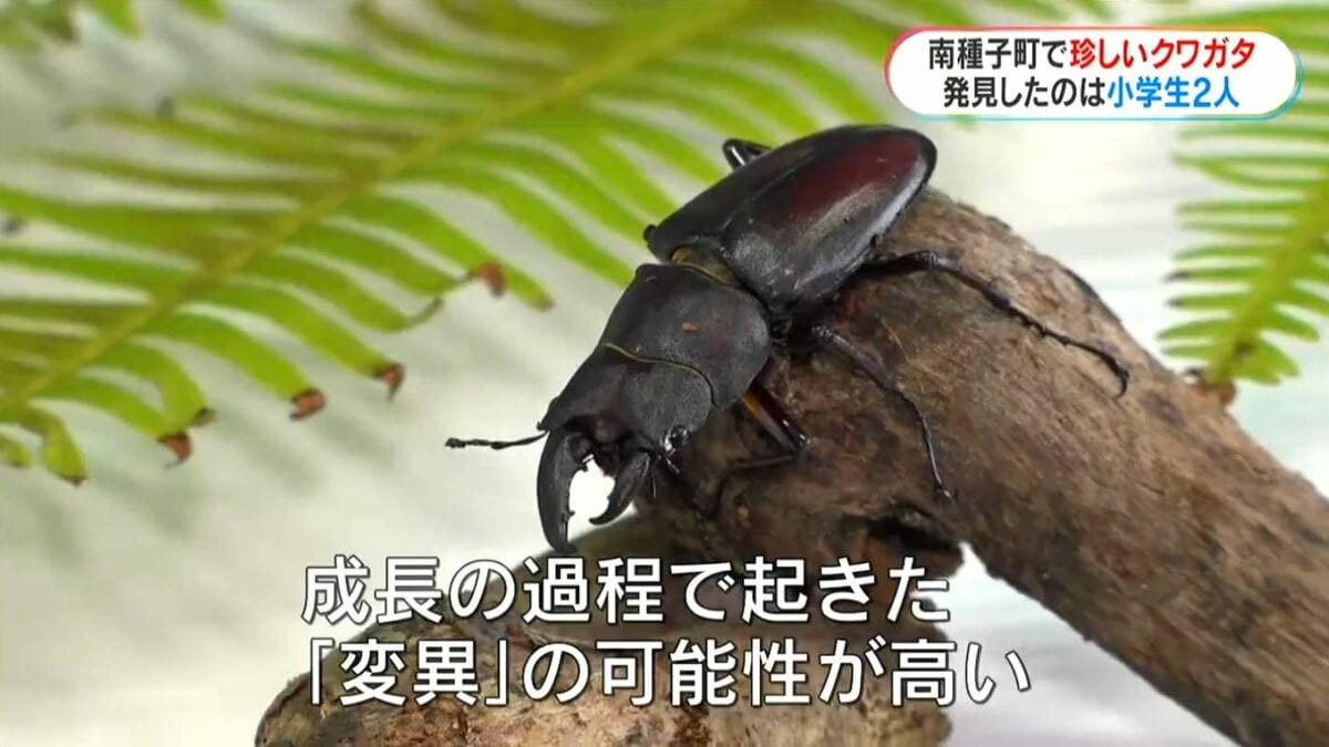 左がメス？右がオス？種子島で珍しいクワガタを小学生が発見「育てれば