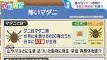 多くの感染症を媒介 春から活発化する「マダニ」の対処法を専門家に聞く【ひるおび】|TBS NEWS DIG